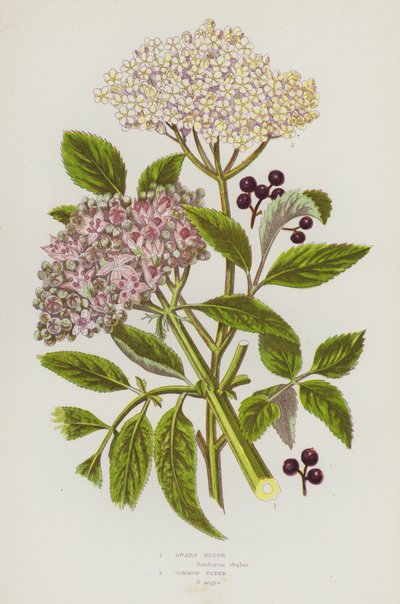 Plantas con flores de Gran Bretaña: Saúco enano, Saúco común de English School