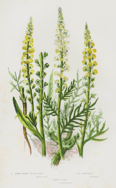 Plantas con flores de Gran Bretaña: Reseda amarilla, Reseda silvestre, Reseda arbustiva de English School