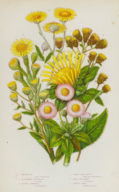 Plantas con flores de Gran Bretaña: Elecampane, Ploughmans Spikenard, Golden Samphire, Common Flea Bane, Small Flea Bane, Common Daisy (litografía en color) de English School