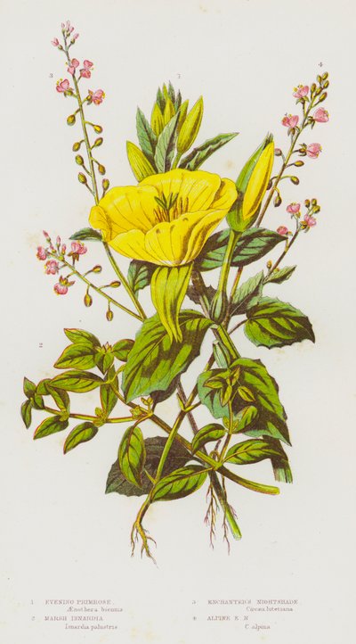 Plantas con Flores de Gran Bretaña: Onagra, Isnardia de Pantano, Hierba de la Noche del Encantador, Hierba de la Noche Alpina del Encantador de English School
