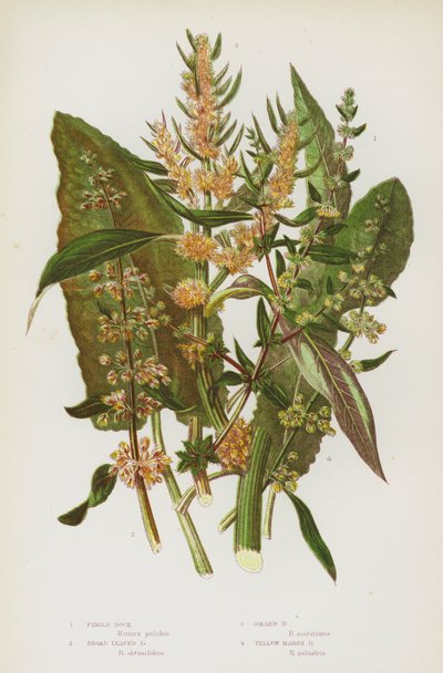 Plantas con flores de Gran Bretaña: Acedera de violín, Acedera de hoja ancha, Acedera dorada, Acedera de pantano amarilla de English School