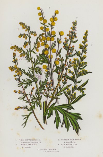 Plantas con flores de Gran Bretaña: Artemisa de campo, Artemisa común, Ajenjo común, Ajenjo marino, Artemisa azulada de English School