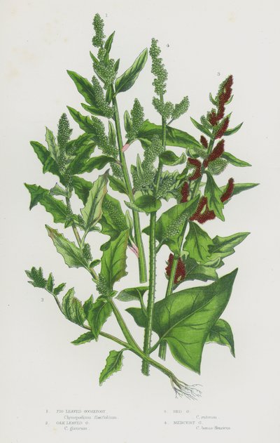 Plantas con flores de Gran Bretaña: Prímula de hoja de higuera, Prímula de hoja de roble, Prímula roja, Prímula de mercurio (litografía en color) de English School