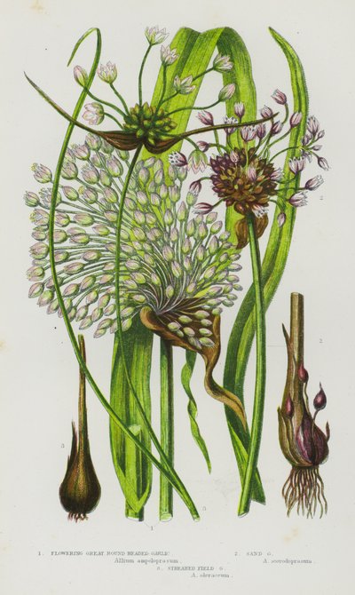 Plantas con flores de Gran Bretaña: Flowering Great Round Headed Garlic, Sand Garlic, Streaked Field Garlic (litografía en color) de English School