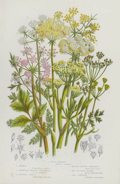 Plantas con Flores de Gran Bretaña: Perejil de Tontos, Hinojo, Saxífraga de Prado de Montaña, Levístico Escocés, Saxífraga de Prado, Meu o Dinero Calvo, Alcanfor Marino de English School