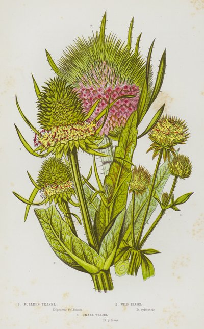Plantas con Flores de Gran Bretaña: Cardo de Batanero, Cardo Silvestre, Cardo Pequeño de English School