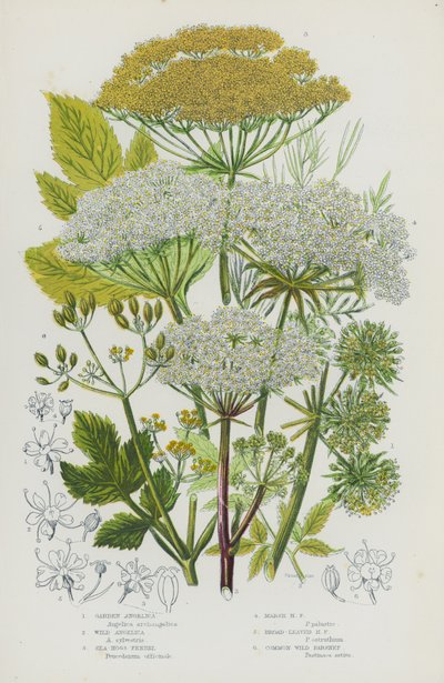 Plantas con flores de Gran Bretaña: Angélica de jardín, Angélica silvestre, Hinojo marino, Hinojo de pantano, Hinojo de hojas anchas, Chirivía silvestre común de English School