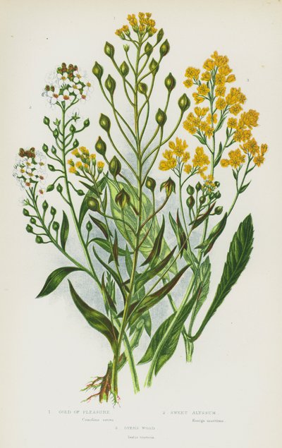 Plantas con flores de Gran Bretaña: Oro de placer, Alyssum dulce, Gualda de tintorero de English School