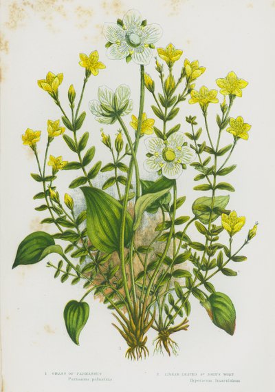 Plantas con flores de Gran Bretaña: Hierba de Parnaso, Hierba de San Juan de hojas lineales de English School