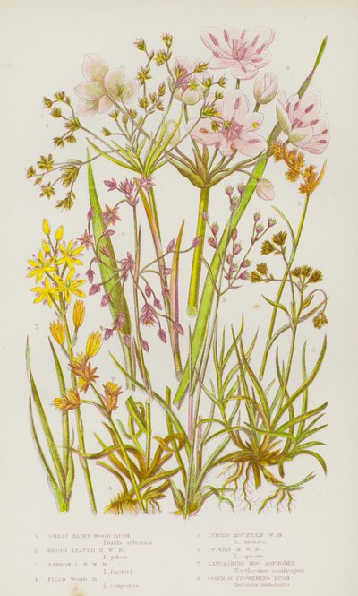 Plantas con flores de Gran Bretaña: Juncia peluda grande, Juncia peluda de hoja ancha, Juncia peluda de hoja estrecha, Juncia de campo, Juncia de montaña curvada, Juncia de montaña espigada, Asfódelo de pantano de Lancashire, Juncia común en flor de English School