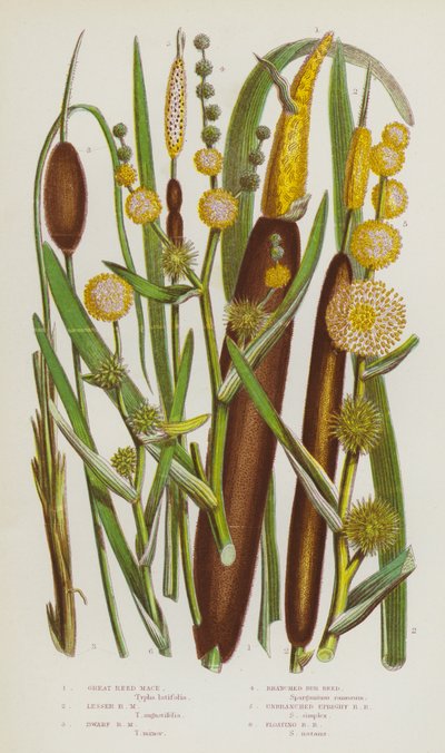 Plantas con flores de Gran Bretaña: Carrizo grande, Carrizo chico, Carrizo enano, Carrizo ramificado, Carrizo erguido no ramificado, Carrizo flotante (litografía en color) de English School