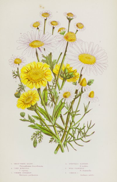 Plantas con Flores de Gran Bretaña: Gran Ojo Blanco, Caléndula de Maíz, Matricaria Común, Manzanilla Inodora, Manzanilla Silvestre, Manzanilla Común de English School
