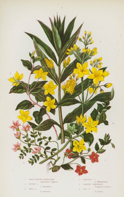 Plantas con flores de Gran Bretaña: Pimpinela Escarlata, Pimpinela de los Pantanos (litografía en color) de English School
