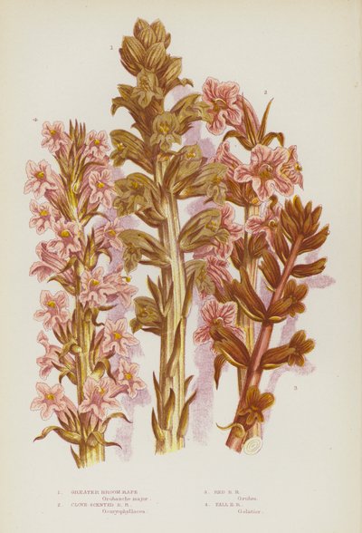 Plantas con flores de Gran Bretaña: Escoba grande, Escoba de clavo, Escoba roja, Escoba alta (litografía en color) de English School