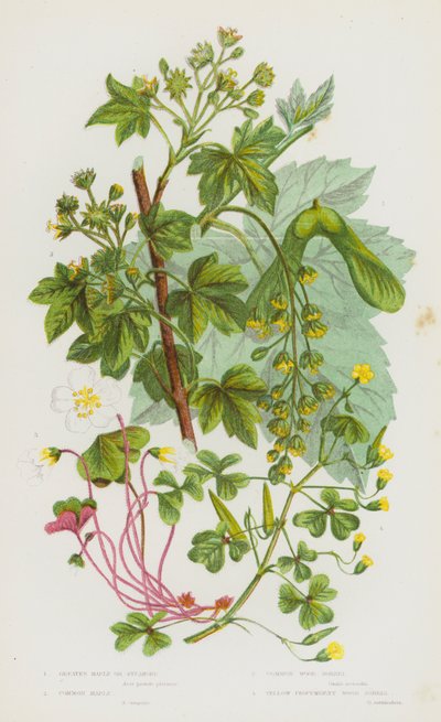 Plantas con Flores de Gran Bretaña: Arce Mayor o Sicomoro, Arce Común, Acedera de Madera Común, Acedera de Madera Amarilla Rasante (litografía en color) de English School