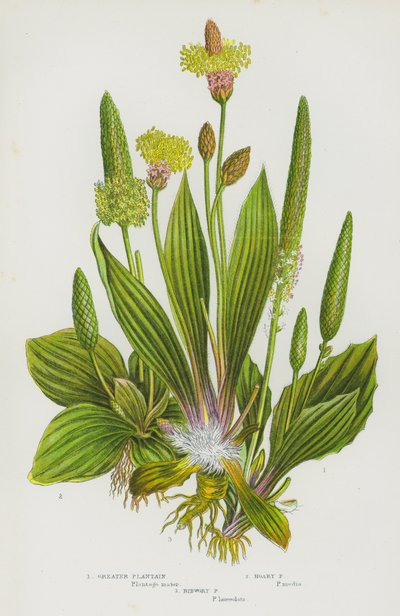 Plantas con flores de Gran Bretaña: Greater Plantain, Hoary Plantain, Ribwort Plantain (litografía en color) de English School