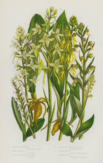 Plantas con flores de Gran Bretaña: Habenaria verde, Habenaria blanca pequeña, Orquídea mariposa menor, Orquídea mariposa mayor, Orquídea hombre verde, Orquídea almizcle verde de English School