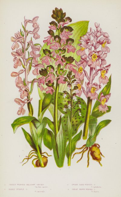 Plantas con flores de Gran Bretaña: Orchis de los prados de alas verdes, Orchis púrpura temprana, Orchis enana de alas oscuras, Orchis grande de alas marrones (litografía en color) de English School