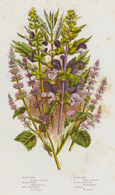 Plantas con flores de Gran Bretaña: Gypsey-Wort, Meadow Sage, Wild English Sage, Horse-Mint, Round Leaved Mint, Spear Mint (litografía en color) de English School
