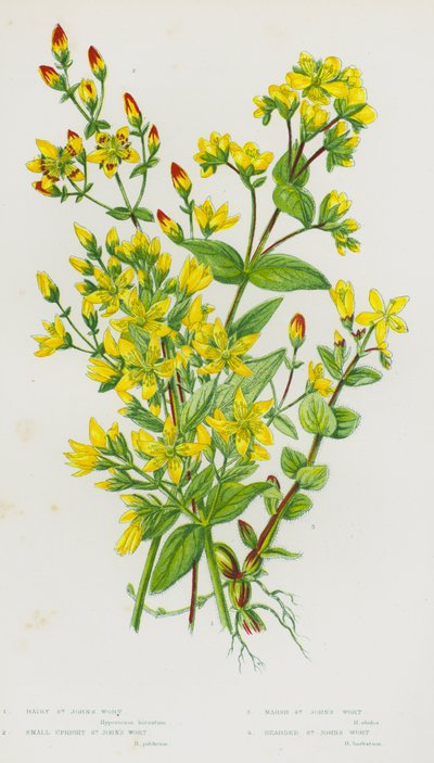 Plantas con flores de Gran Bretaña: Hipérico peludo, Hipérico pequeño erguido, Hipérico de pantano, Hipérico barbudo de English School