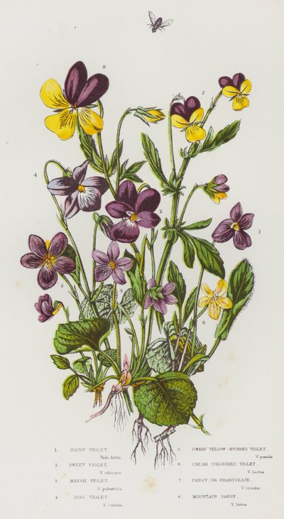 Plantas con flores de Gran Bretaña: Violeta peluda, Violeta dulce, Violeta de pantano, Violeta de perro, Violeta enana de espolón amarillo, Violeta de color crema, Pensamiento o Trinitaria, Pensamiento de montaña de English School