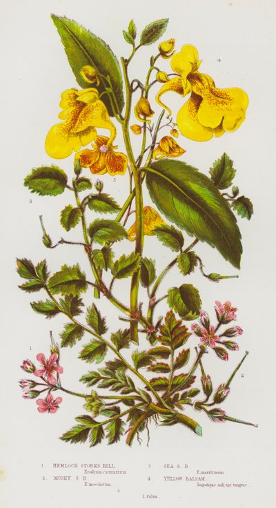 Plantas con flores de Gran Bretaña: Geranio de cigüeña venenoso, Geranio de cigüeña almizclado, Geranio de cigüeña marino, Bálsamo amarillo de English School
