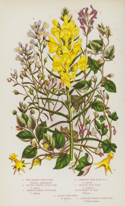 Flowering Plants of Great Britain: Ivy-Leaved Toad Flax, Round-Leaved Toad Flax, Sharp Pointed Fluellin, Creeping Pale Blue Toad Flax, Yellow Toad Flax, Flowers of Var, Least Toad Flax, Upright Purple Toad Flax (litografía en color) de English School