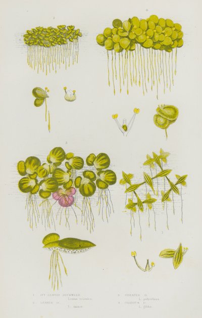 Plantas con Flores de Gran Bretaña: Lenteja de Agua de Hoja de Hiedra, Lenteja de Agua Menor, Lenteja de Agua Mayor, Lenteja de Agua Gibosa (litografía en color) de English School