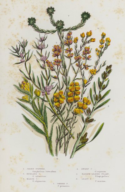 Plantas con flores de Gran Bretaña: Hierba de algodón de Jersey, Hierba de algodón de las tierras altas, Hierba de algodón de los pantanos, Hierba de algodón enana, Filago de hojas estrechas, Filago menor, Filago común de English School