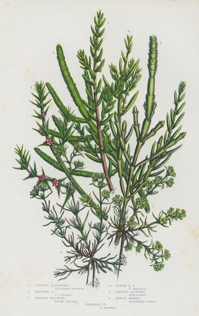 Plantas con Flores de Gran Bretaña: Salicornia Unida, Salicornia Rastra, Blite de Mar Arbustivo, Blite de Mar Anual, Salicornia Espinosa, Knawel Anual, Knawel Perenne de English School