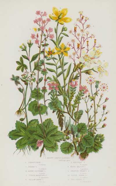 Plantas con Flores de Gran Bretaña: Saxífraga en Forma de Riñón, Orgullo de Londres, Saxífraga Estrellada, Saxífraga Alpina Aglomerada, Saxífraga de Montaña Púrpura, Saxífraga de Pantano Amarilla, Saxífraga de Montaña Amarilla, Saxífraga de Prado Blanca, S de English School