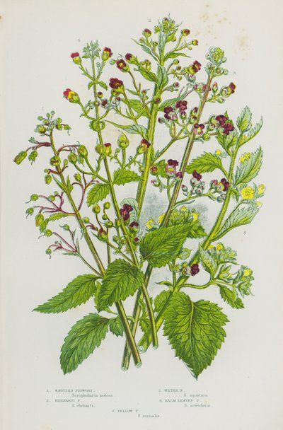 Plantas con flores de Gran Bretaña: Higuera de nudos, Higuera de Ehrharti, Higuera de agua, Higuera de hoja balsámica, Higuera amarilla (litografía en color) de English School