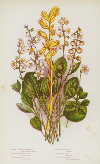 Plantas con flores de Gran Bretaña: Moneses de flor grande, Winter-Green serrado, Winter-Green de hoja redonda, Winter-Green intermedio, Winter-Green menor, Nido de pájaro amarillo (litografía en color) de English School