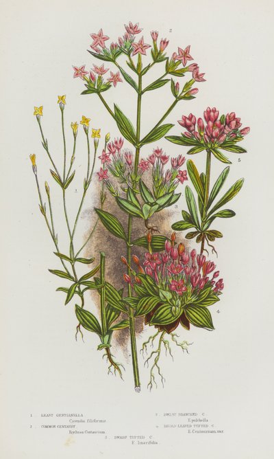 Plantas con flores de Gran Bretaña: Gentianella menor, Centaura común, Centaura ramificada enana, Centaura de hoja ancha, Centaura enana (litografía en color) de English School
