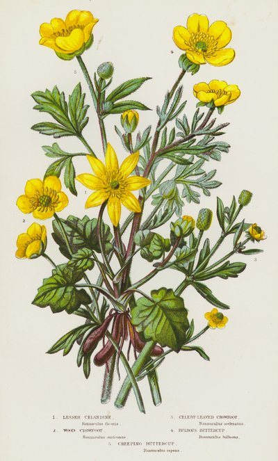 Plantas con flores de Gran Bretaña: Celidonia menor, Cornejo de los bosques, Cornejo de hoja apio, Ranúnculo bulboso, Ranúnculo rastrero (litografía en color) de English School