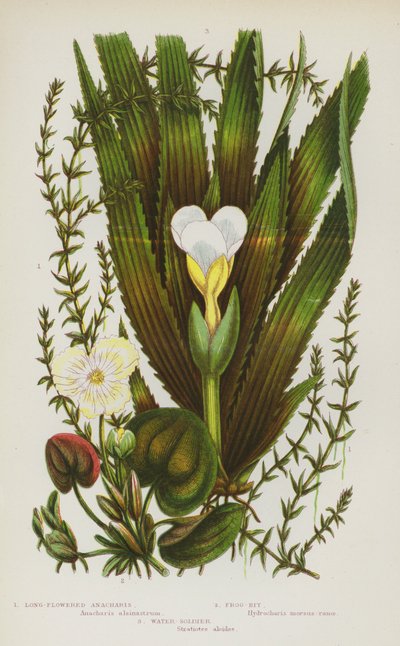 Plantas con flores de Gran Bretaña: Long-Flowered Anacharis, Frog-Bit, Water-Soldier (litografía en color) de English School