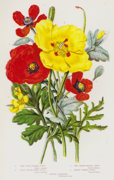 Plantas con flores de Gran Bretaña: Amapola de cabeza rugosa larga, Amapola de cabeza rugosa redonda, Amapola de cabeza lisa larga, Amapola de cuernos amarillos, Celedonia (litografía en color) de English School