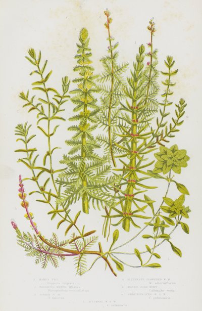 Plantas con Flores de Gran Bretaña: Cola de Caballo, Milenrama de Agua, Milenrama de Agua Espigada, Milenrama de Agua de Flores Alternas, Estrella de Agua, Estrella de Agua Pedunculada, Estrella de Agua Otoñal de English School