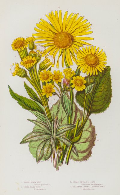 Plantas con Flores de Gran Bretaña: Pulguera de Pantano, Pulguera de Campo, Gran Árnica, Árnica de Hojas de Llantén de English School