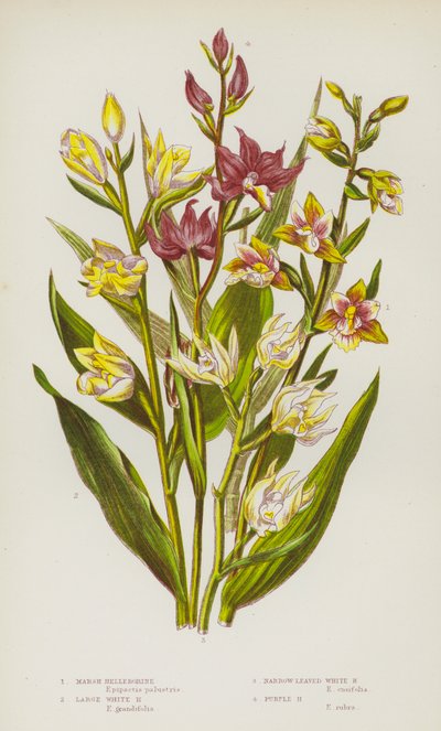 Plantas con Flores de Gran Bretaña: Helleborina de Pantano, Helleborina Blanca Grande, Helleborina Blanca de Hojas Estrechas, Helleborina Púrpura (litografía en color) de English School