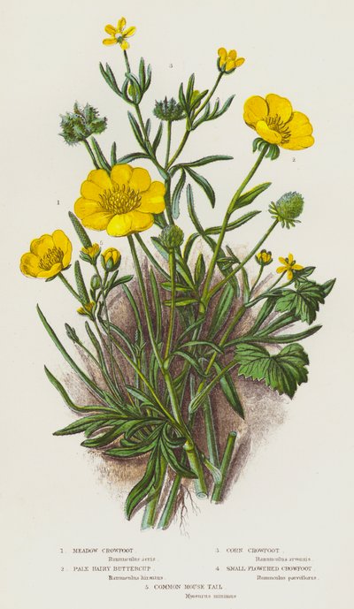 Plantas con flores de Gran Bretaña: Corneja de los prados, Ranúnculo velloso pálido, Corneja del maíz, Corneja de flor pequeña, Cola de ratón común (litografía en color) de English School