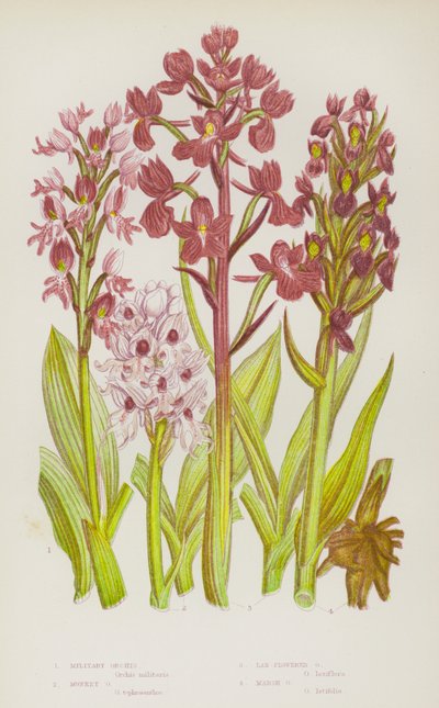 Plantas con flores de Gran Bretaña: Military Orchis, Monkey Orchis, Lax-Flowered Orchis, Marsh Orchis (litografía en color) de English School