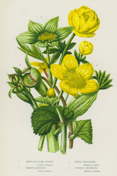 Plantas con flores de Gran Bretaña: Globo de montaña, Caléndula de pantano, Hellebore verde, Hellebore apestoso de English School