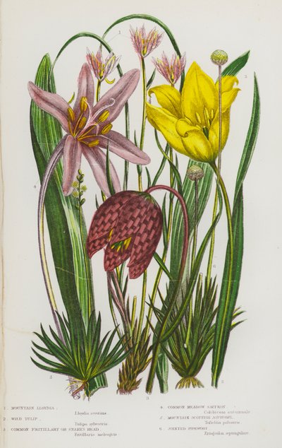 Plantas con flores de Gran Bretaña: Lloydia de montaña, tulipán silvestre, fritillaria común o cabeza de serpiente, azafrán común de los prados, asfódelo escocés de montaña, hierba de los pantanos (litografía en color) de English School