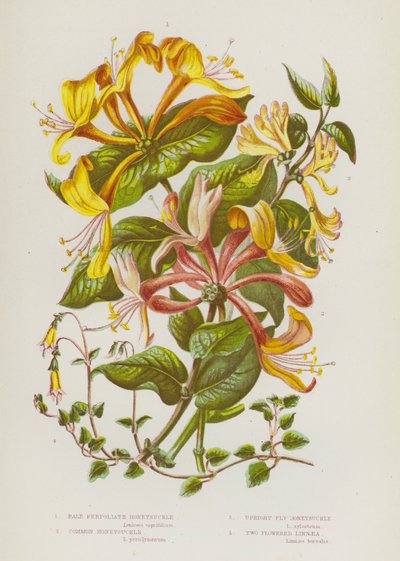 Plantas con flores de Gran Bretaña: Madreselva Perfoliada Pálida, Madreselva Común, Madreselva Mosca Erguida, Linnaea de Dos Flores (litografía en color) de English School