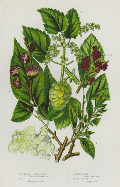 Plantas con flores de Gran Bretaña: Pellitory of the Wall, Hop, Common Elm, Broad-Leaved Elm (litografía en color) de English School