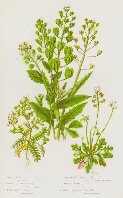 Plantas con flores de Gran Bretaña: Mostaza de penique, Mostaza de penique perfoliada, Mostaza de penique alpina, Bolsa de pastor, Hutchinsia de roca, Teesdalia de tallo desnudo de English School