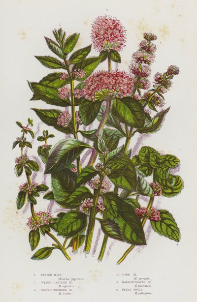 Plantas con Flores de Gran Bretaña: Menta Piperita, Menta Capitata de Agua, Menta Verticilada de Pantano, Menta de Maíz, Menta de Hoja Estrecha, Poleo (litografía en color) de English School