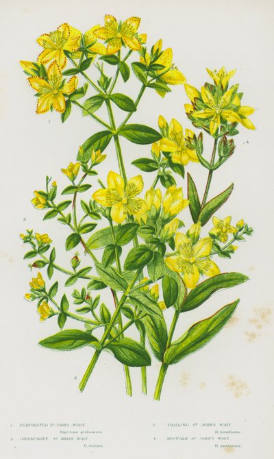 Plantas con flores de Gran Bretaña: Hierba de San Juan perforada, Hierba de San Juan imperforada, Hierba de San Juan rastrera, Hierba de San Juan de montaña (litografía en color) de English School
