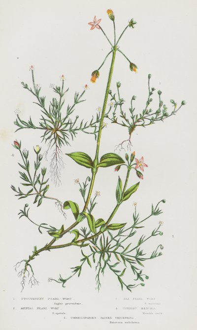Plantas con flores de Gran Bretaña: Perla rastrera, Perla anual, Perla marina, Maenchia erguida, Hierba de pollo dentada umbelífera de English School